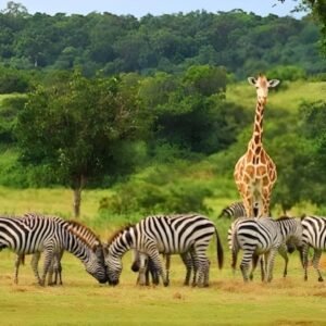 CALAUIT SAFARI TOUR